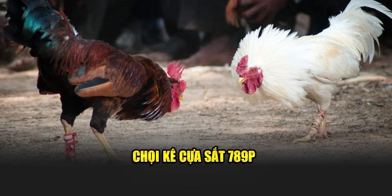 Chọi kê cựa sắt 789P