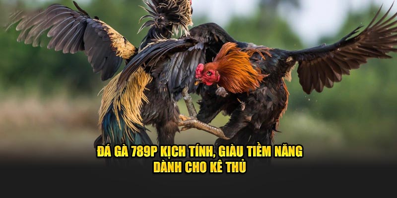 Đá Gà 789P Kịch Tính, Giàu Tiềm Năng Dành Cho Kê Thủ