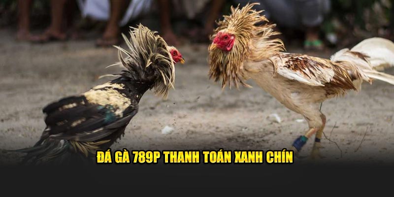 Đá gà 789P thanh toán xanh chín