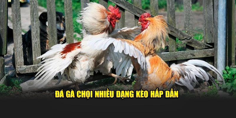 Đá gà chọi nhiều dạng kèo hấp dẫn