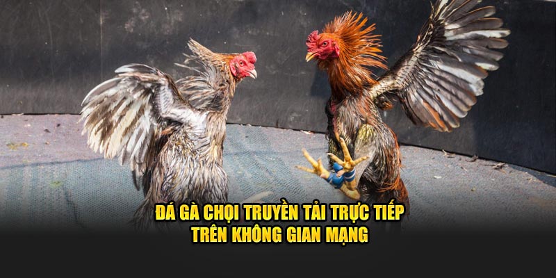 Đá gà chọi truyền tải trực tiếp trên không gian mạng