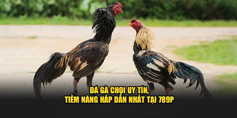 Đá Gà Chọi Uy Tín, Tiềm Năng Hấp Dẫn Nhất Tại 789P