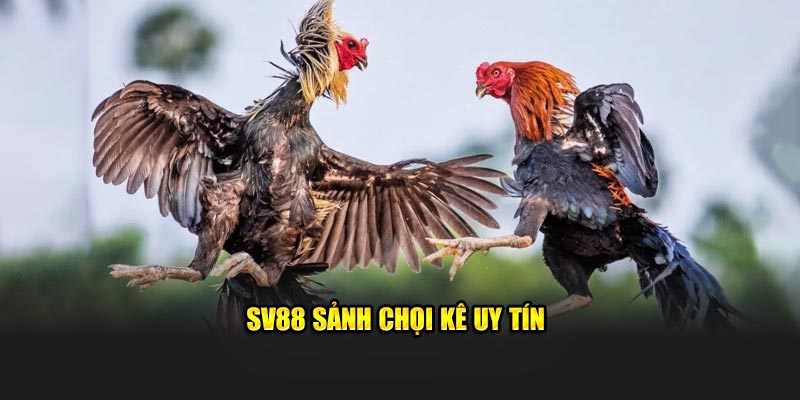 SV88 sảnh chọi kê uy tín